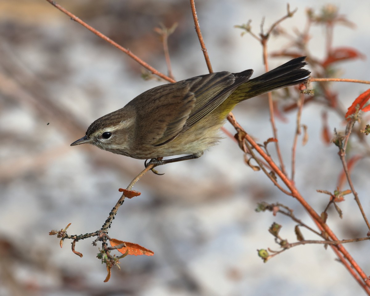 Palm Warbler - ML646320377