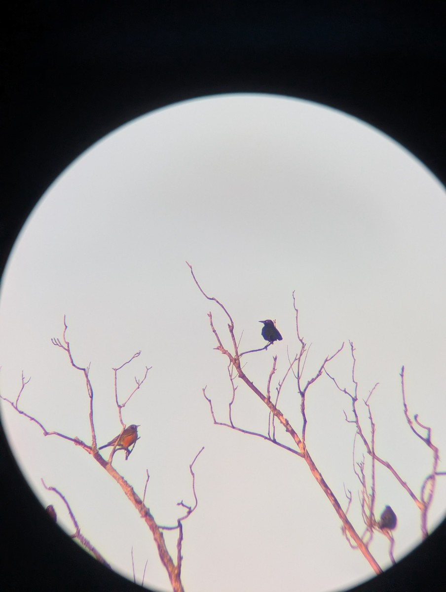 Common Grackle - ML646320378