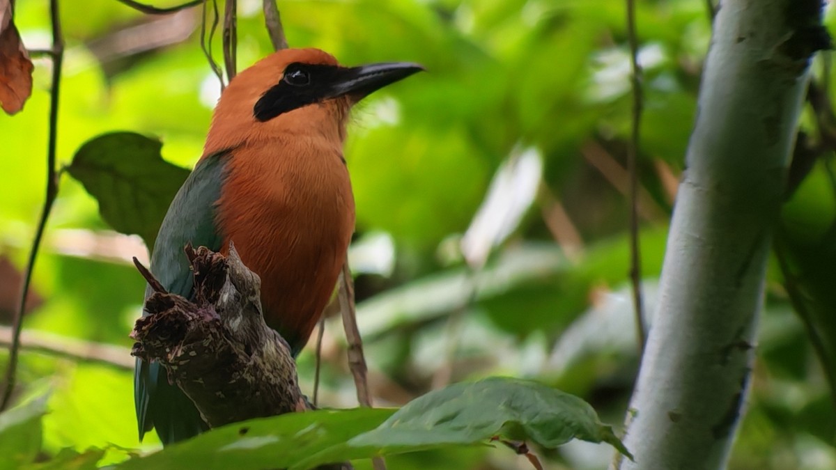 Rufous Motmot - ML646320380