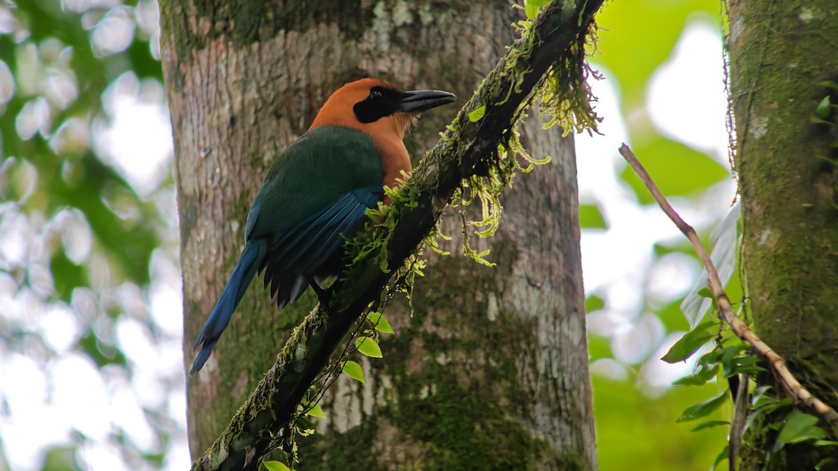 Rufous Motmot - ML646320381