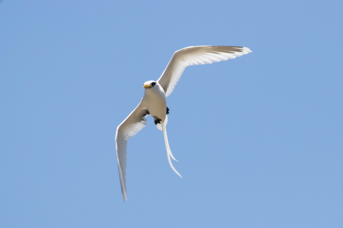 White-tailed Tropicbird - ML646320385