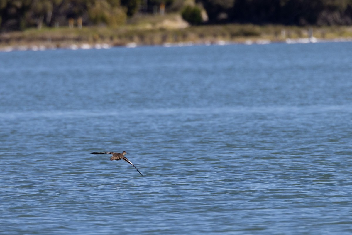 Gray Teal - ML646320386