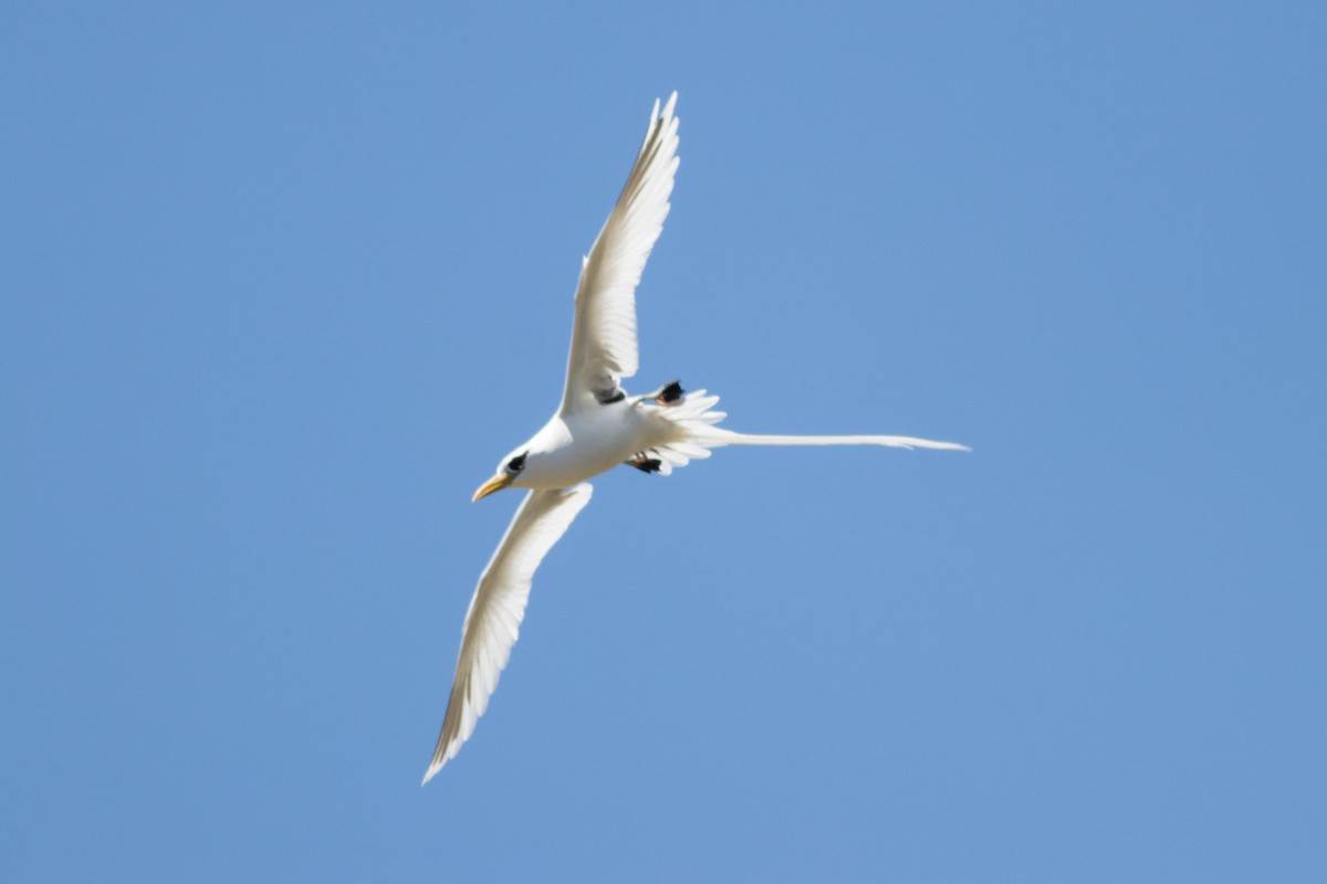 White-tailed Tropicbird - ML646320394