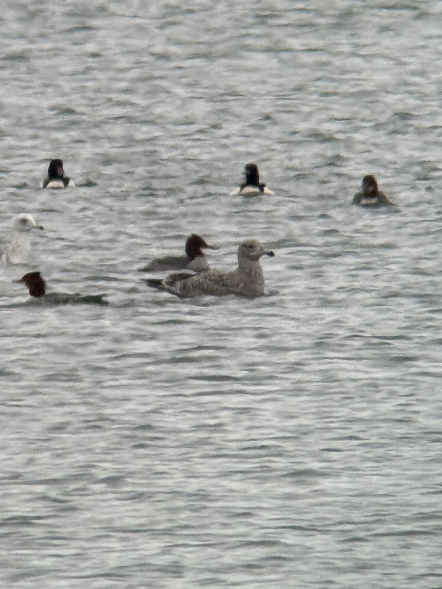 American Herring Gull - ML646320397