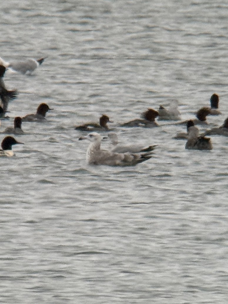 American Herring Gull - ML646320399