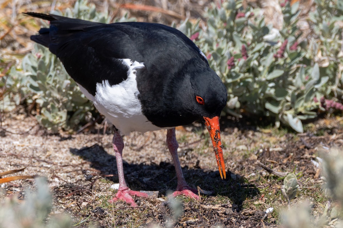 Pied Oystercatcher - ML646320400