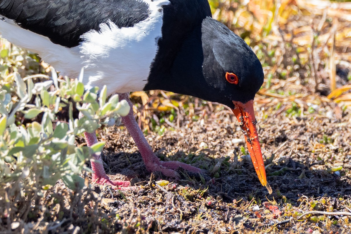Pied Oystercatcher - ML646320401