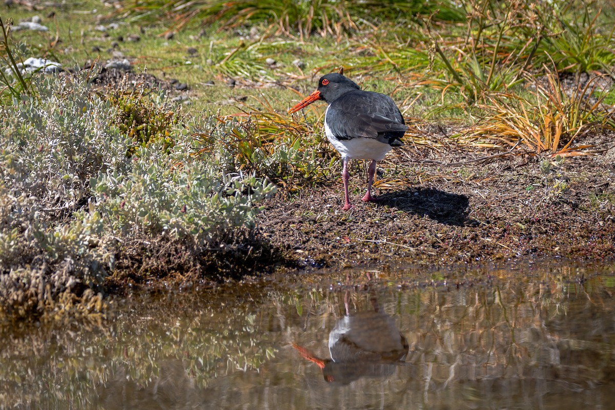 Pied Oystercatcher - ML646320402