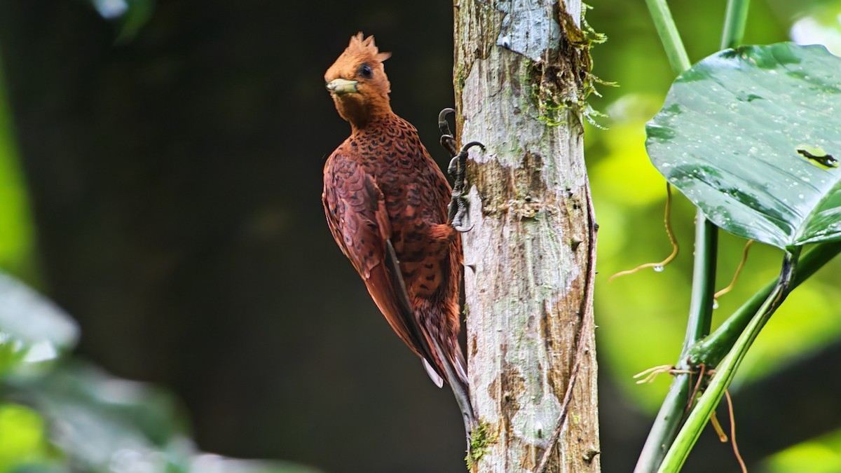 Ятла вохристоголова - ML646320403