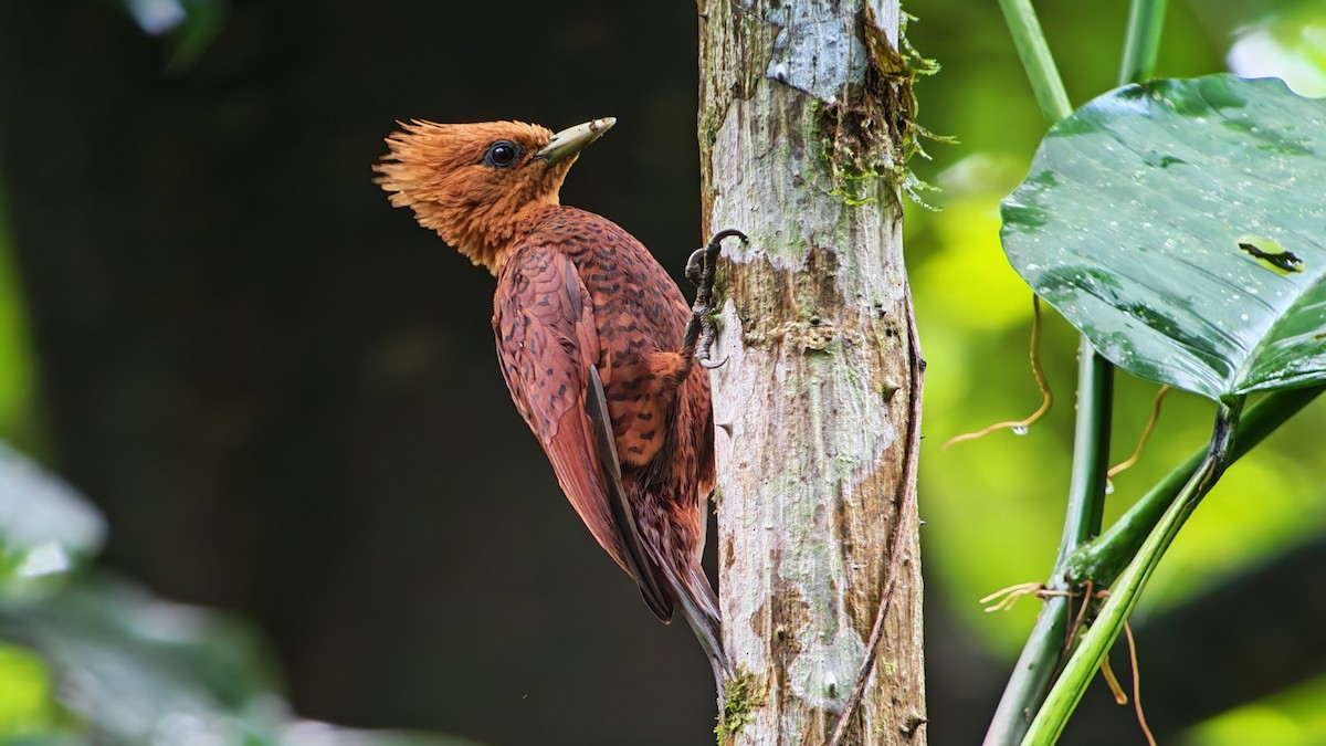 Ятла вохристоголова - ML646320404