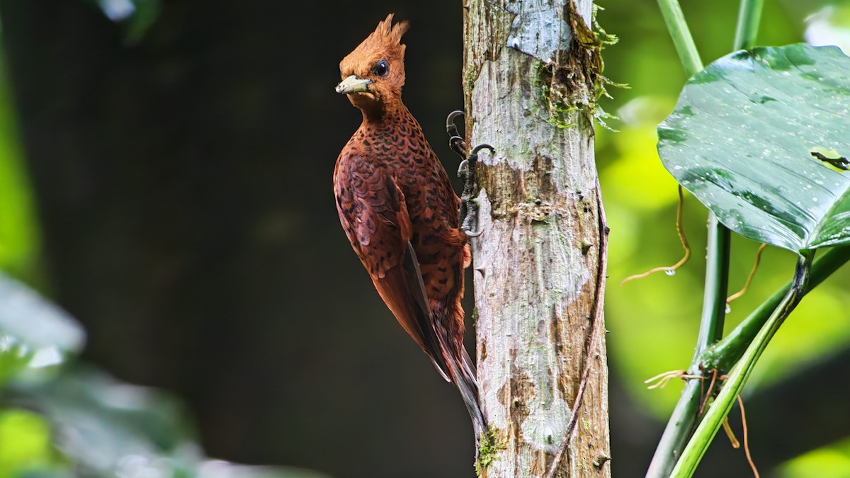 Ятла вохристоголова - ML646320405