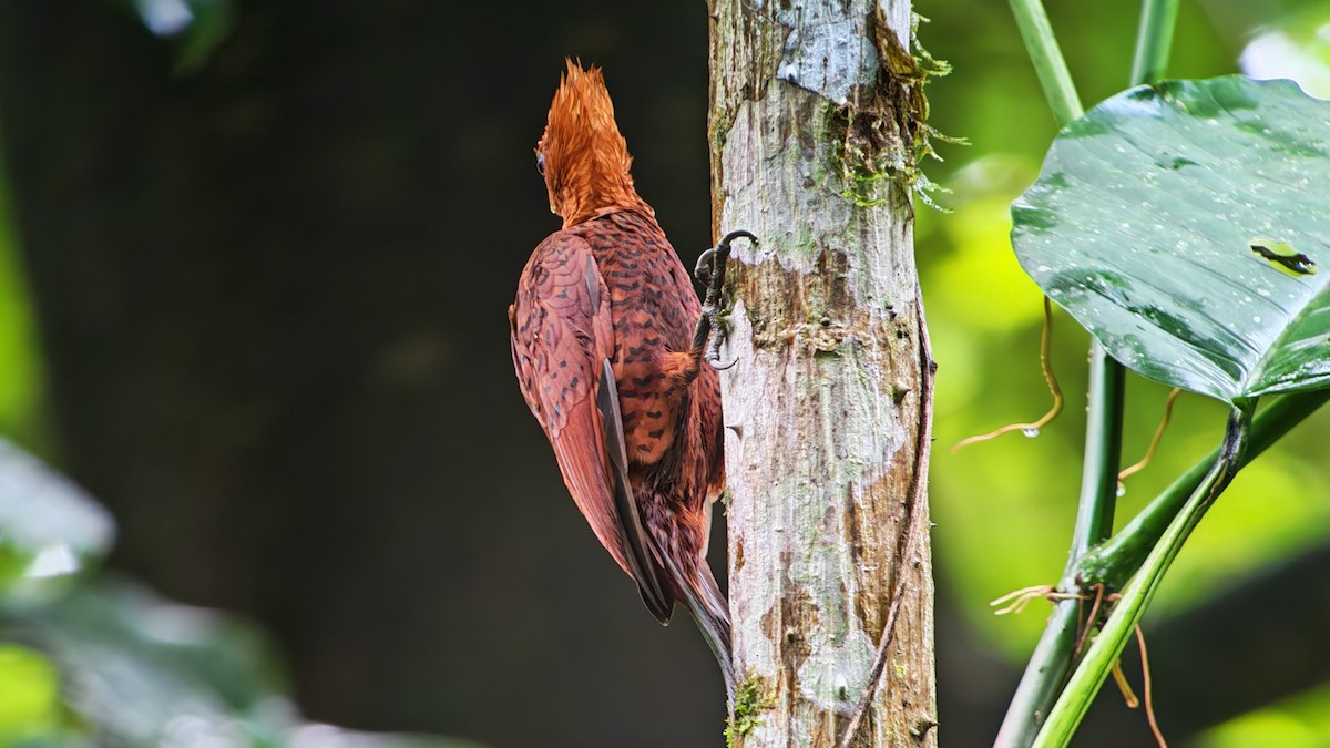 Ятла вохристоголова - ML646320406