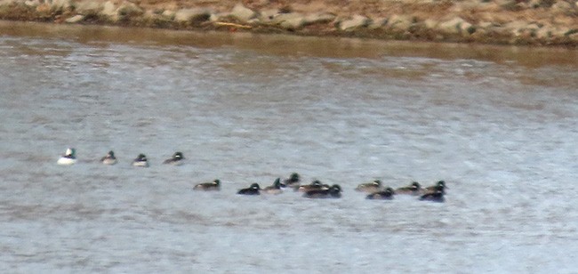 Bufflehead - ML646320410