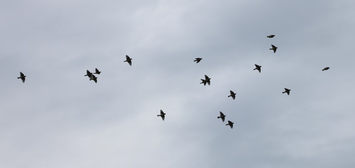 ヒメレンジャク - ML646320412