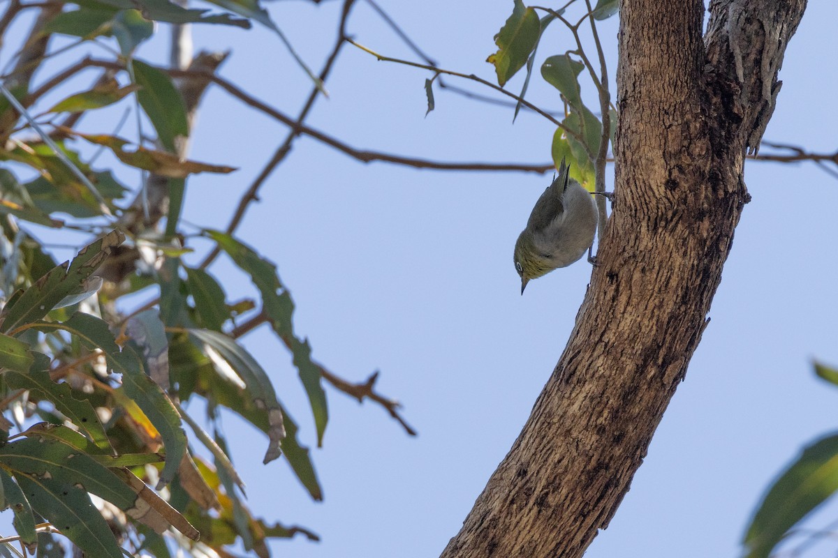 Silvereye - ML646320413