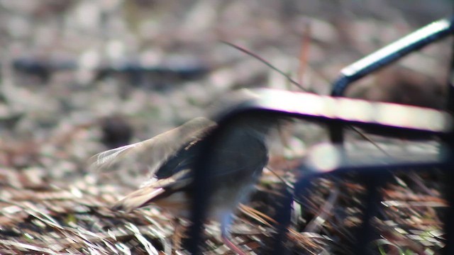 Hermit Thrush - ML646320414