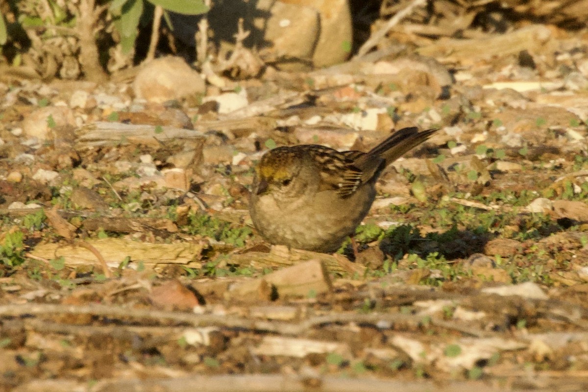 Golden-crowned Sparrow - ML646320415