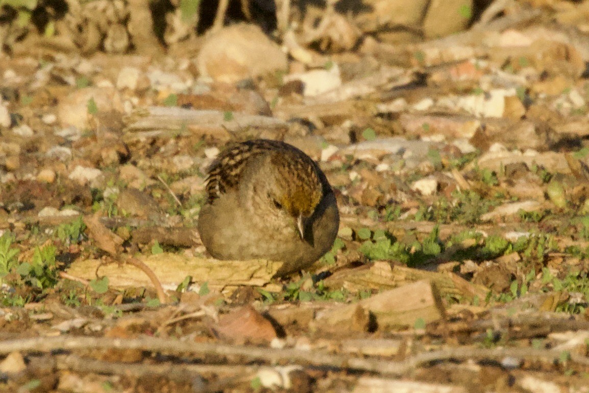 Golden-crowned Sparrow - ML646320416