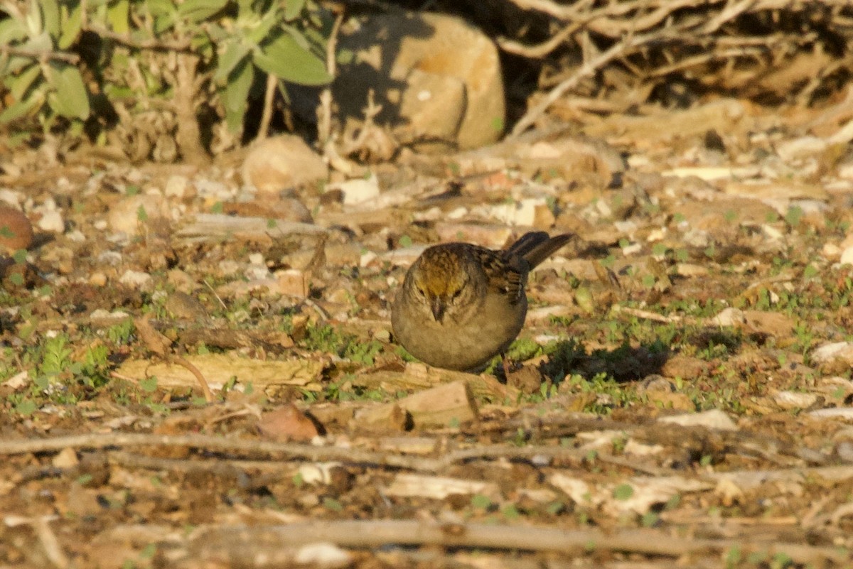 Golden-crowned Sparrow - ML646320417