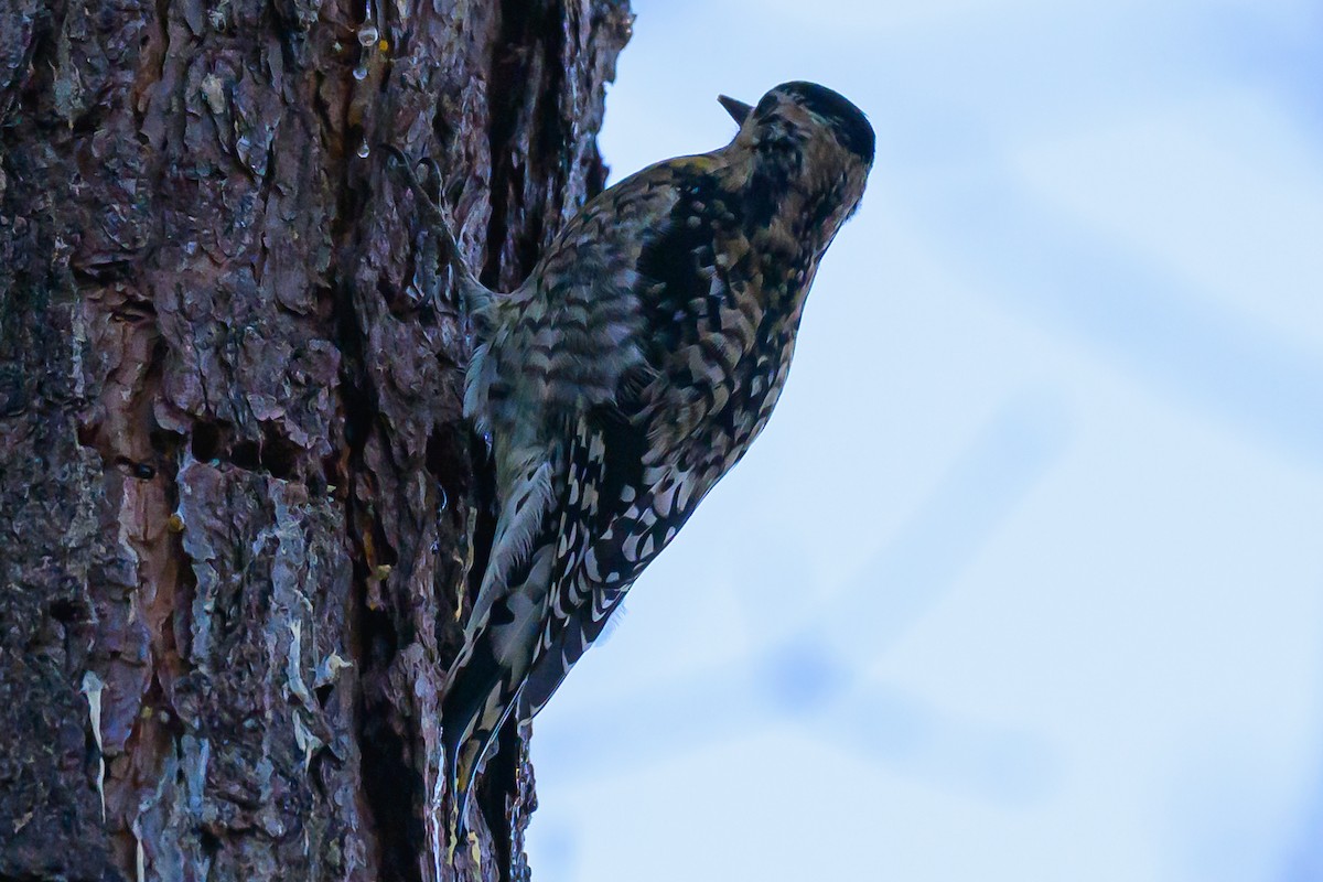 Yellow-bellied Sapsucker - ML646320418