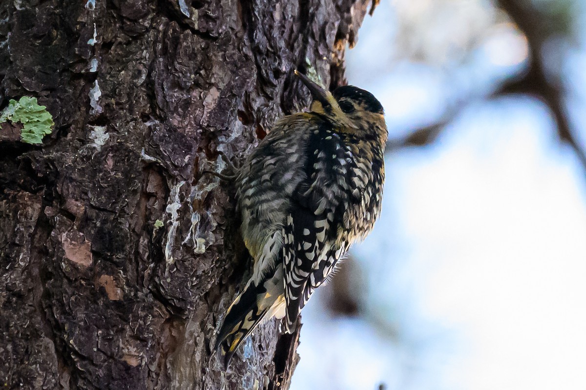 Yellow-bellied Sapsucker - ML646320419