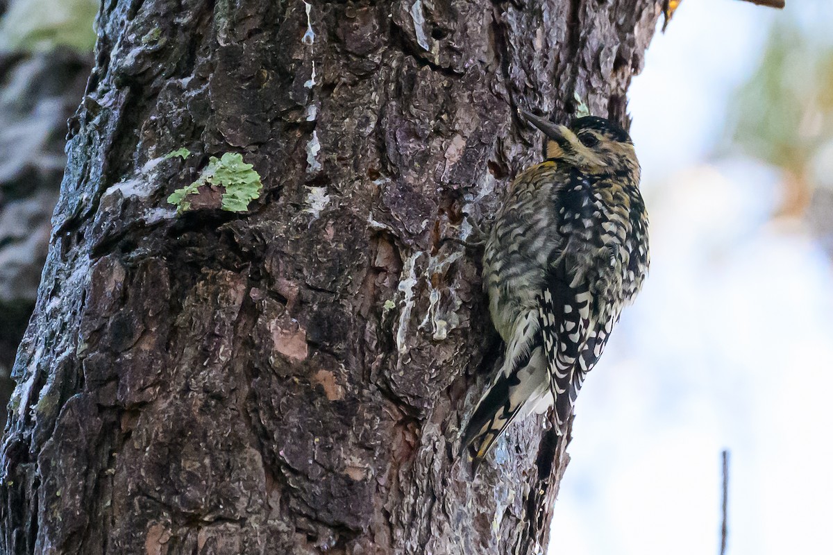 Yellow-bellied Sapsucker - ML646320420