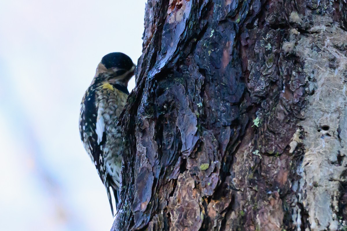 Yellow-bellied Sapsucker - ML646320422