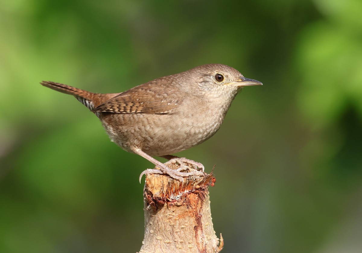 Northern House Wren - ML646320437