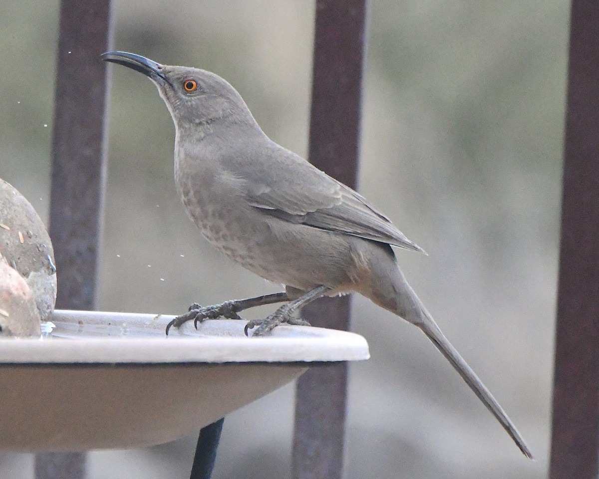 Curve-billed Thrasher - ML646320438