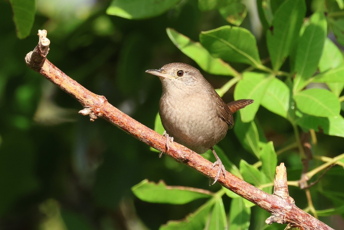 Northern House Wren - ML646320439