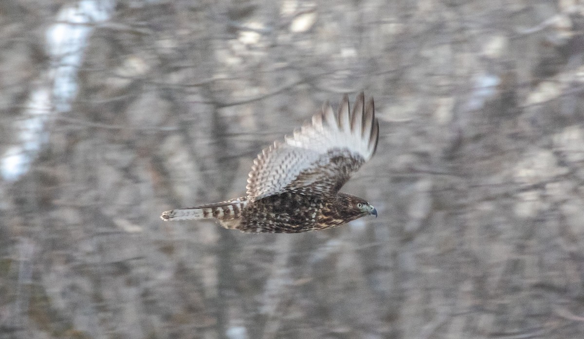 Red-tailed Hawk - ML646320441