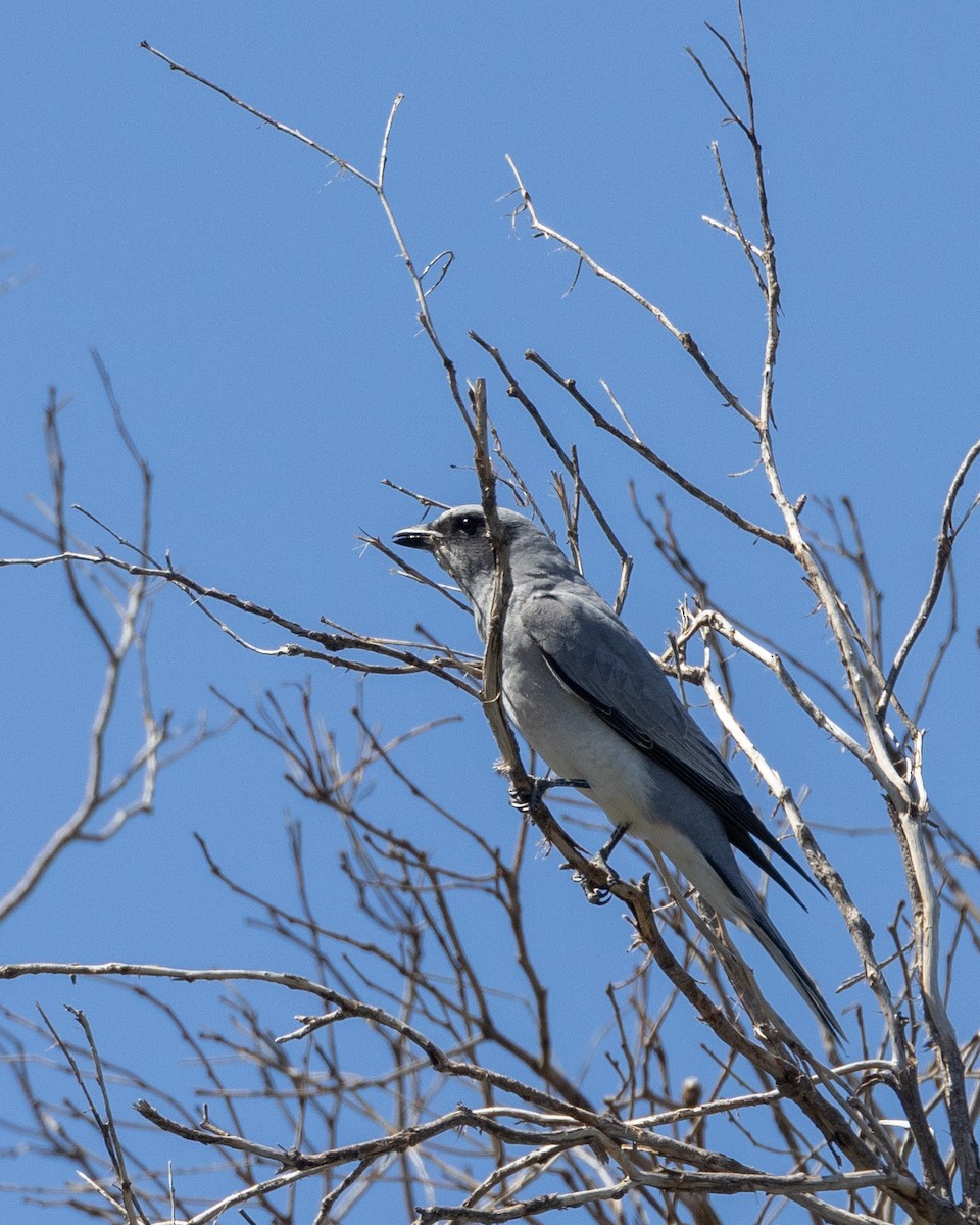 オーストラリアオニサンショウクイ - ML646320444