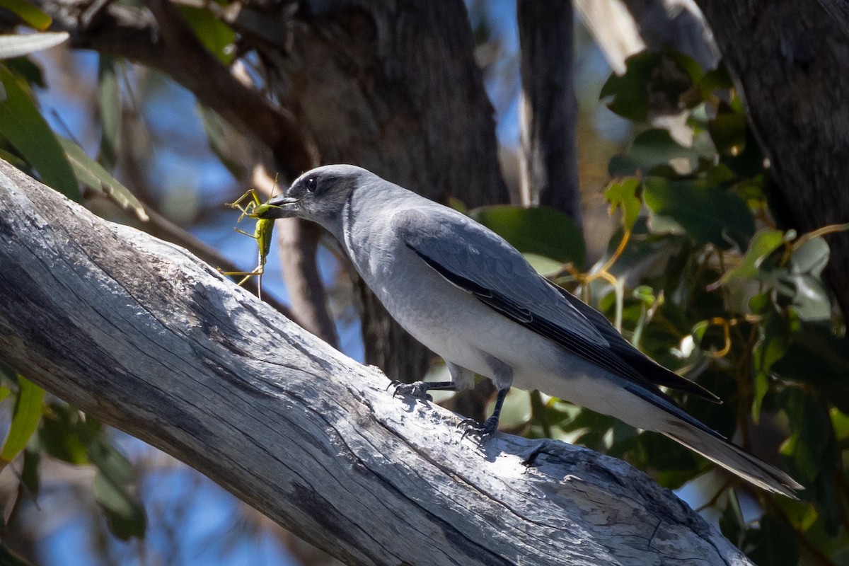 オーストラリアオニサンショウクイ - ML646320445