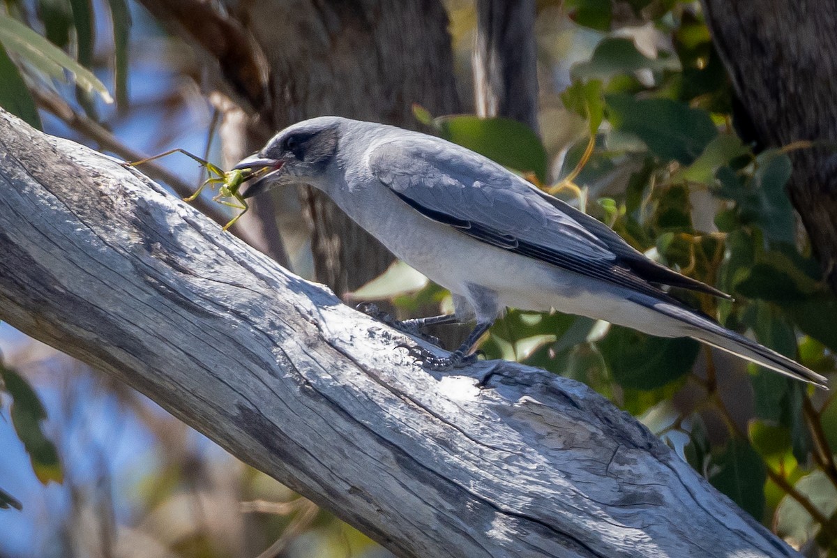 オーストラリアオニサンショウクイ - ML646320446