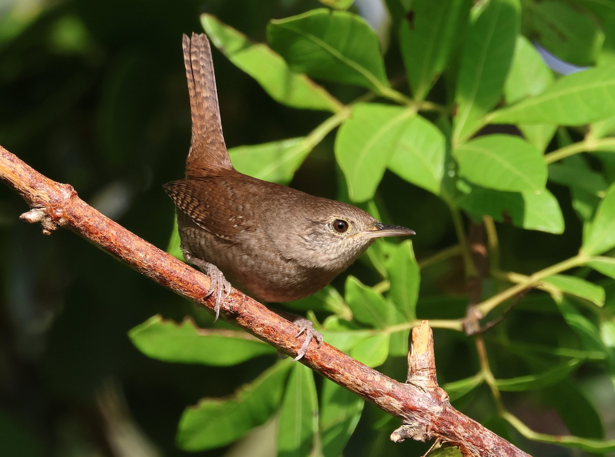 Northern House Wren - ML646320447