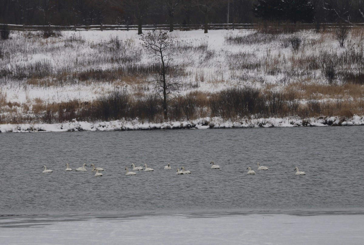 Tundra Swan - ML646320449