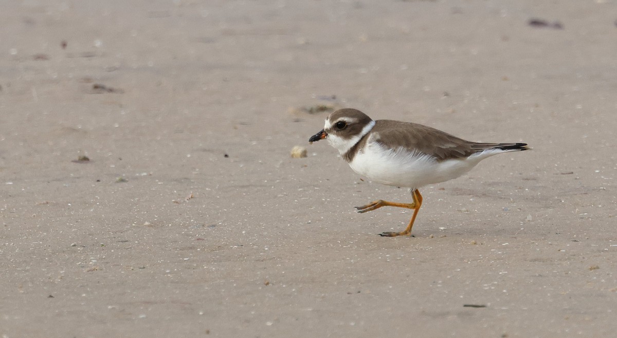 Semipalmated Plover - ML646320452