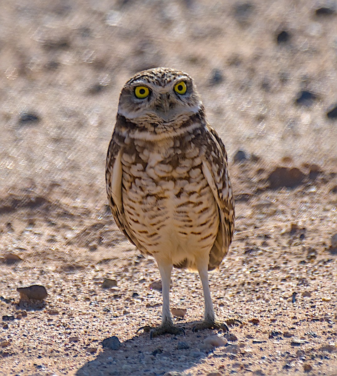 Yer Kukumavı - ML646320453