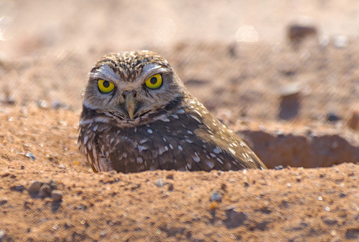 Yer Kukumavı - ML646320454