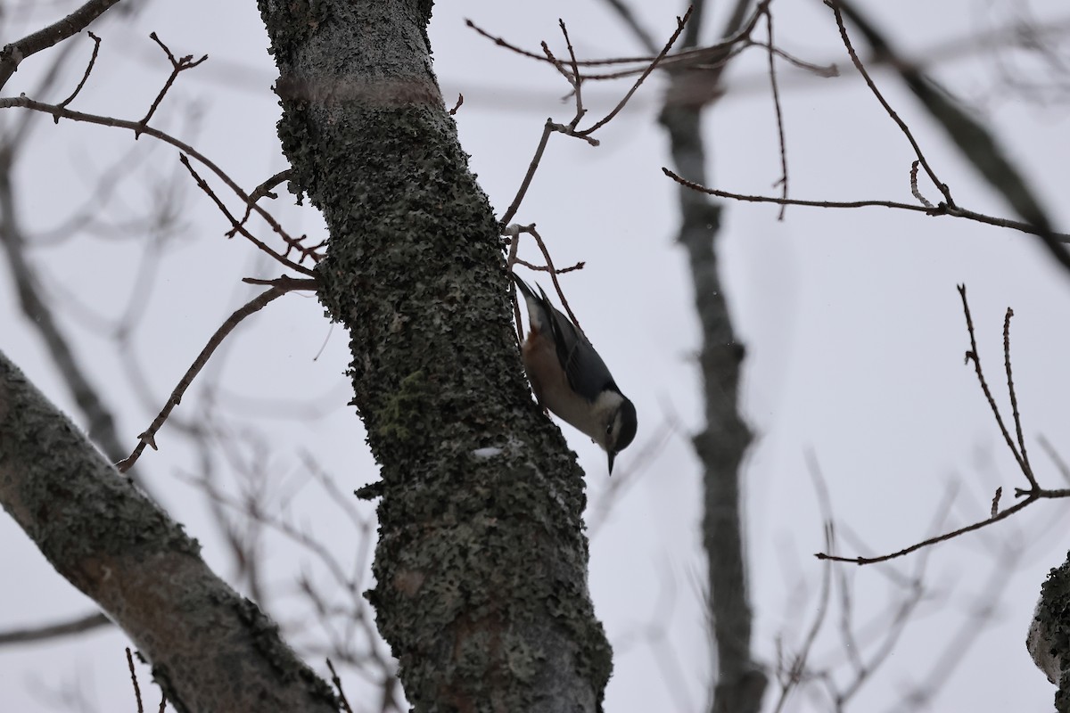 White-breasted Nuthatch - ML646320458