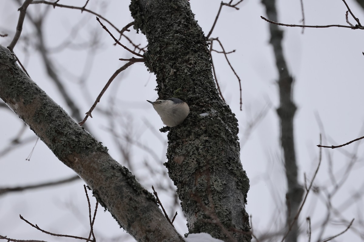 White-breasted Nuthatch - ML646320459
