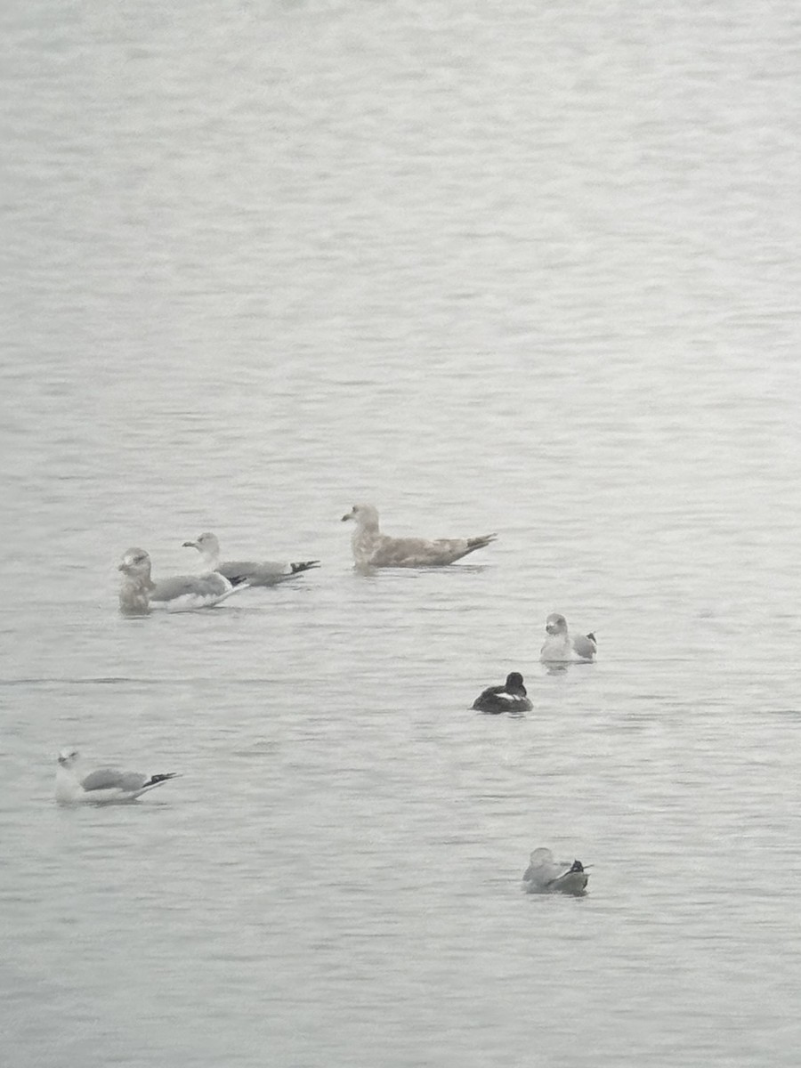 Iceland Gull (Thayer's) - ML646320462