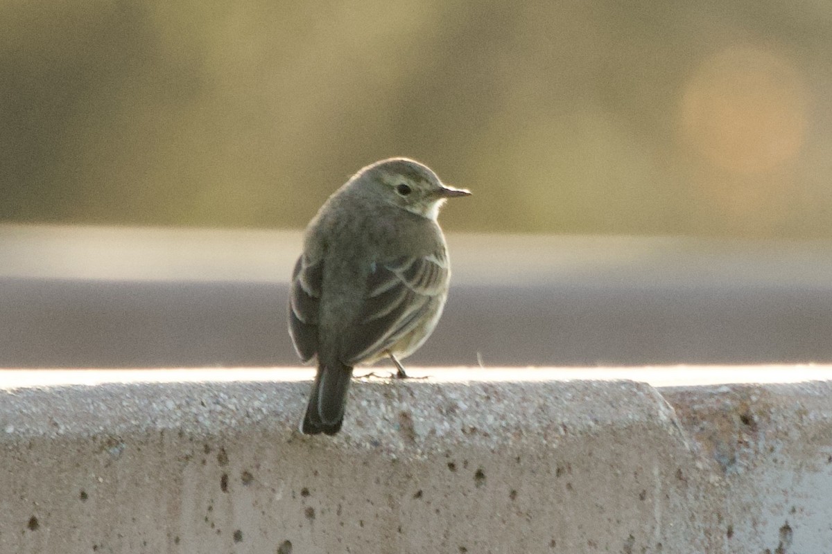 American Pipit - ML646320493