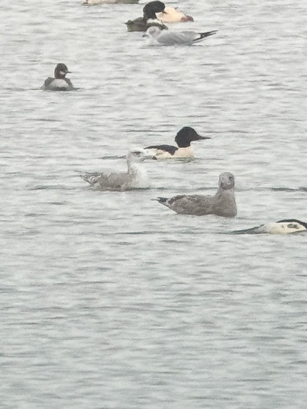American Herring x Glaucous Gull (hybrid) - ML646320494