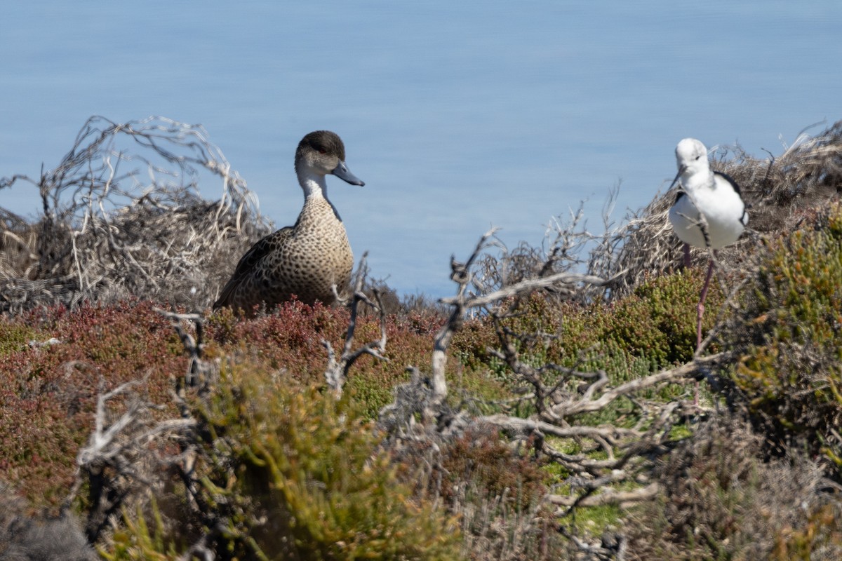 Pied Stilt - ML646320495