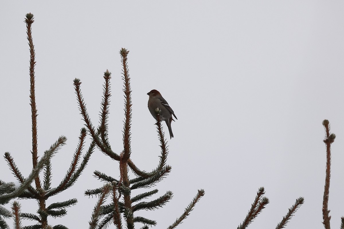 Hakengimpel - ML646320496