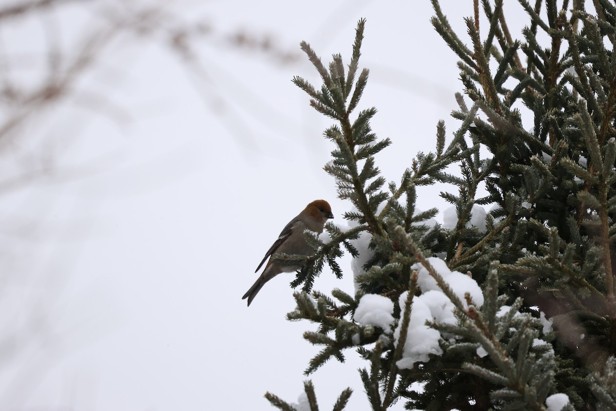 Hakengimpel - ML646320497