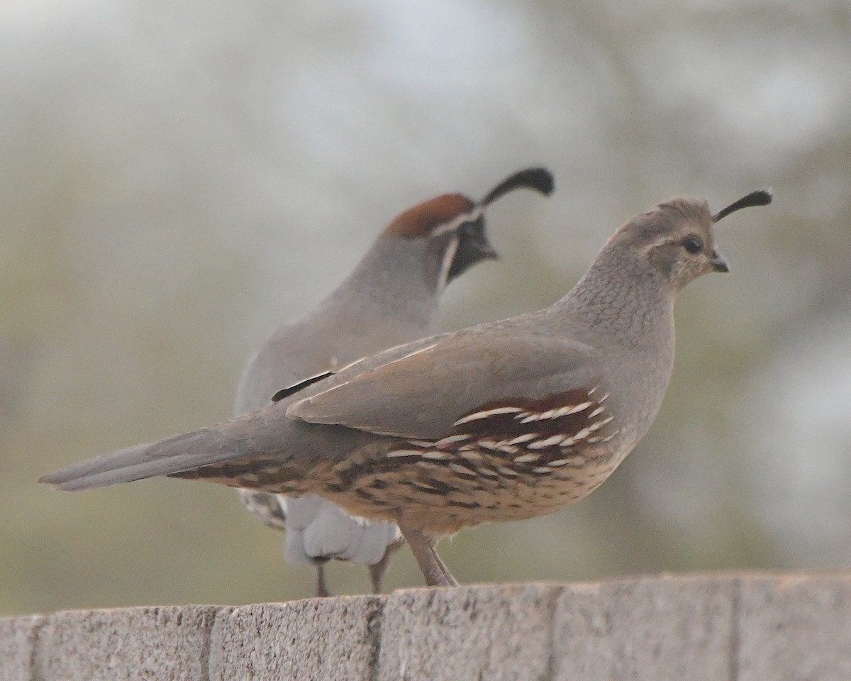 Gambel's Quail - ML646320508