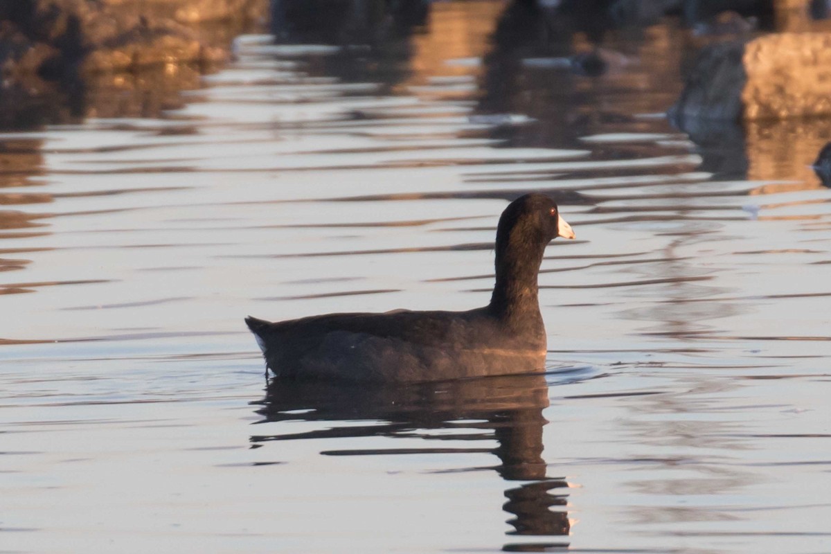 Лиска американська - ML646320513