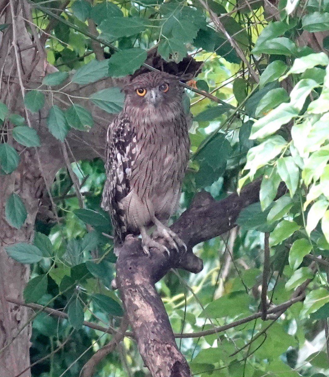 ミナミシマフクロウ - ML646320515